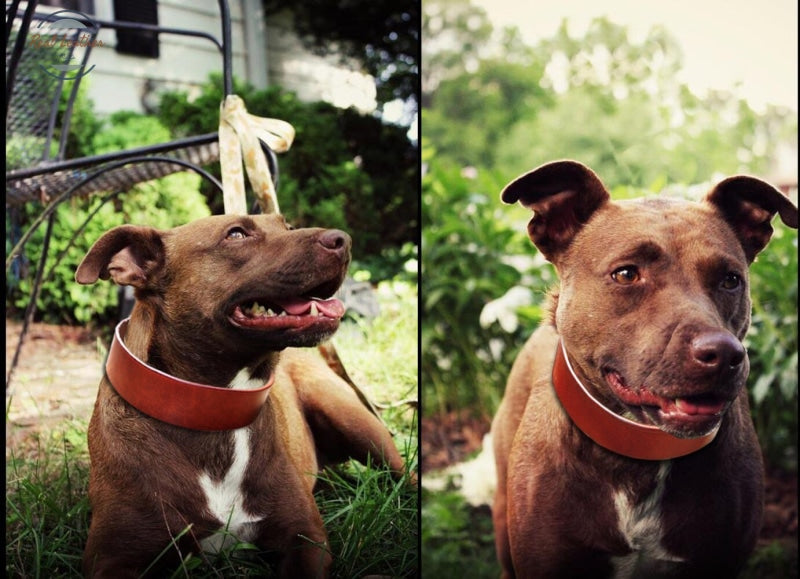 Genuine Leather Heavy Duty Collars